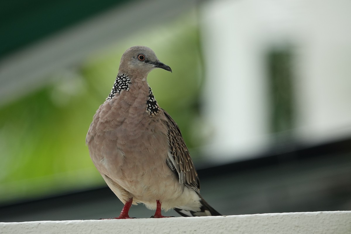 Spotted Dove (Eastern) - ML621091128