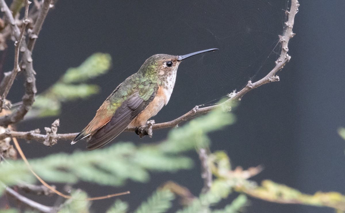 Allen's Hummingbird - ML621091131