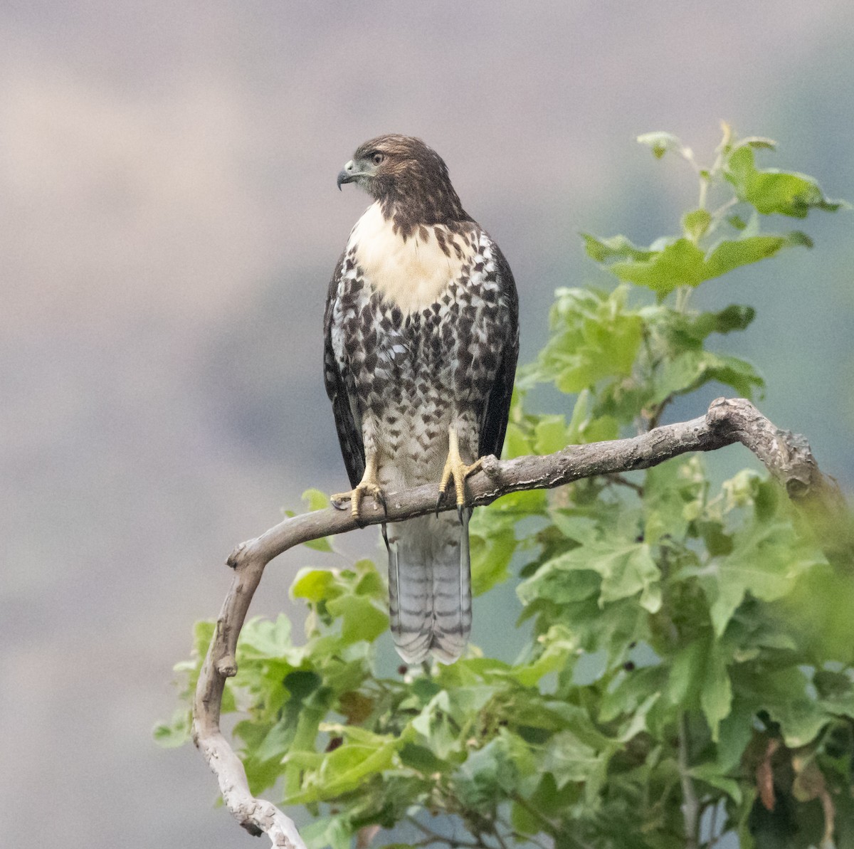 Red-tailed Hawk - ML621091133