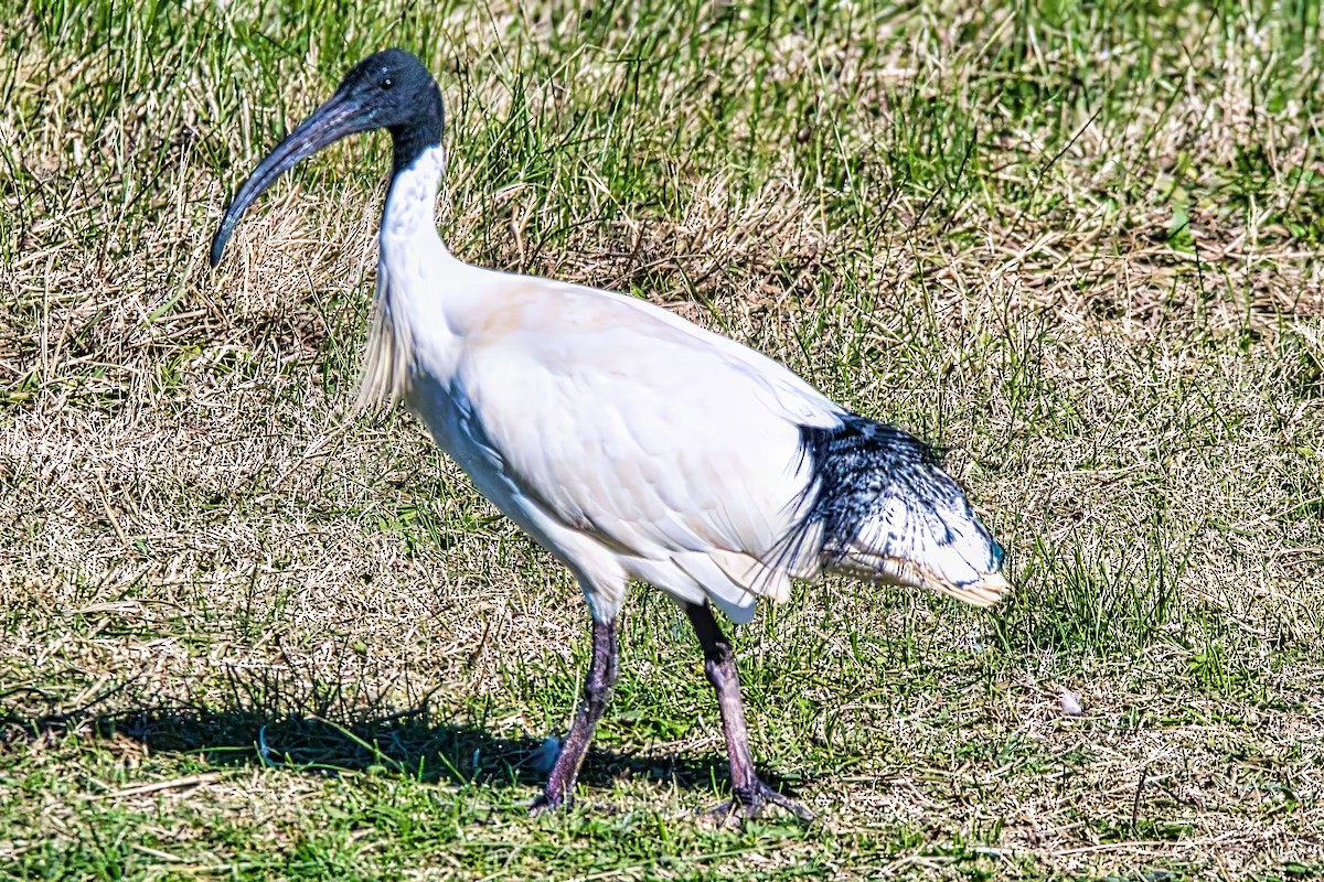 ibis australský - ML621091162
