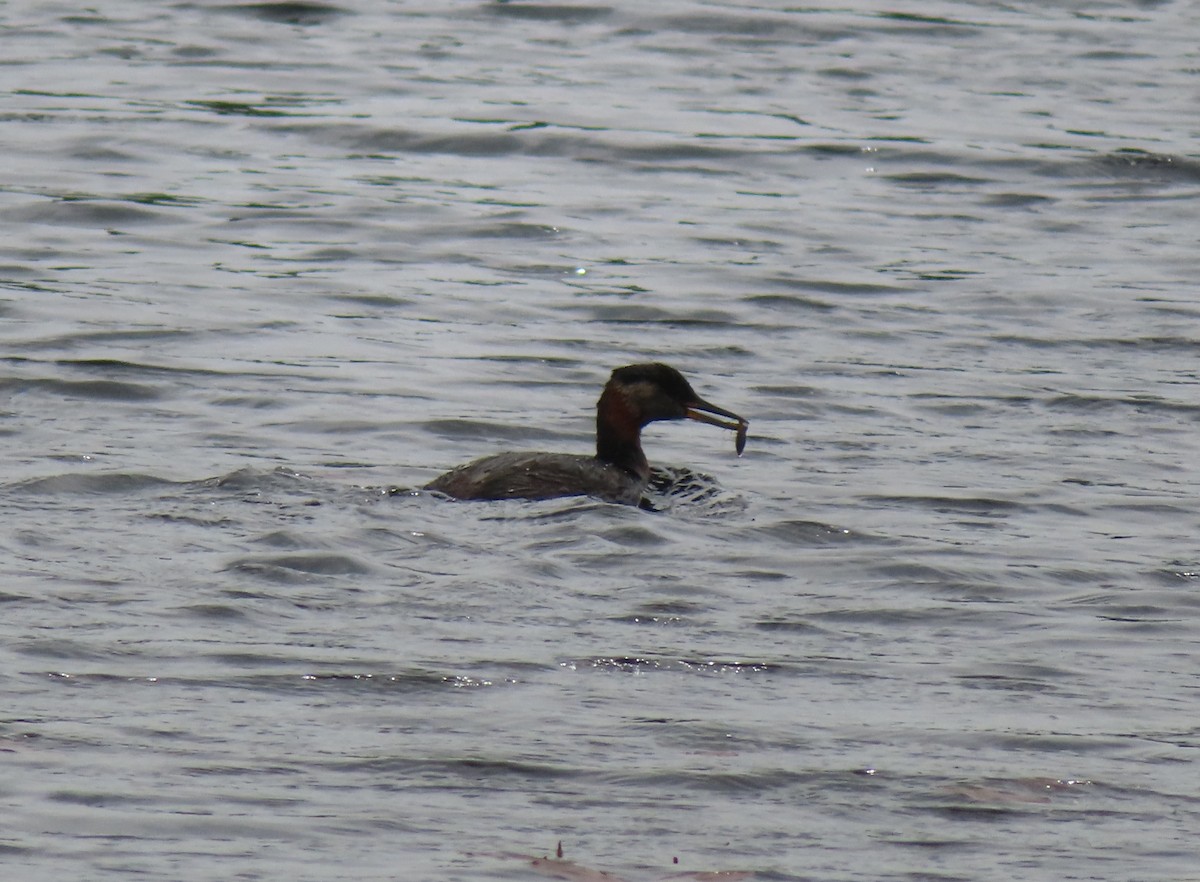 Red-necked Grebe - ML621091176