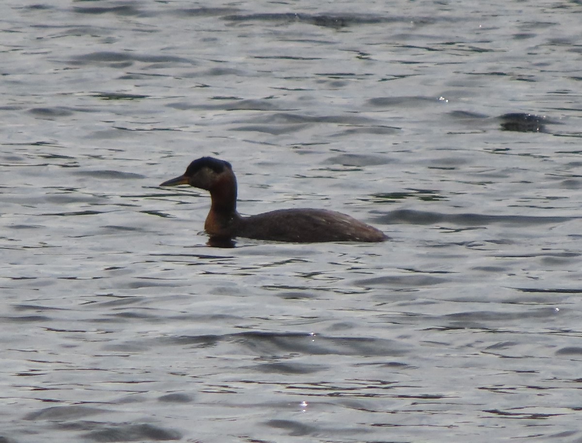 Red-necked Grebe - ML621091178