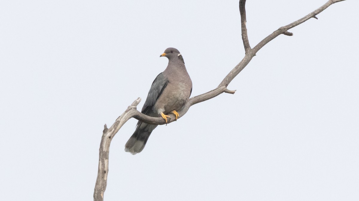 Band-tailed Pigeon - ML621091181