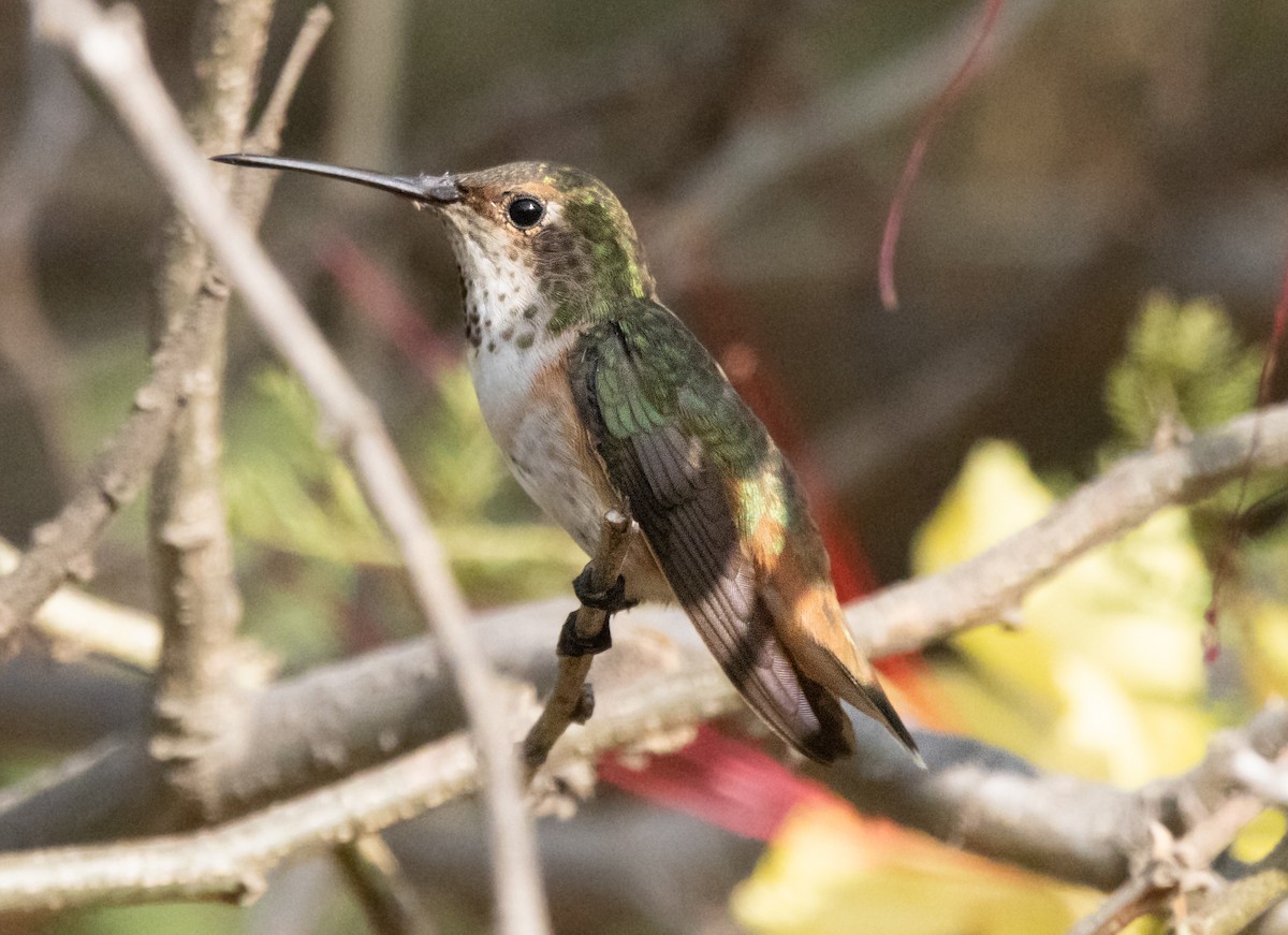Allen's Hummingbird - ML621091215