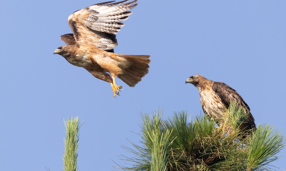Red-tailed Hawk - ML621091235