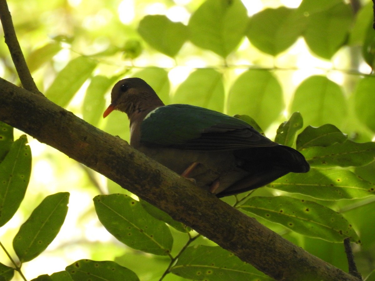 holub hnědohlavý - ML621091237