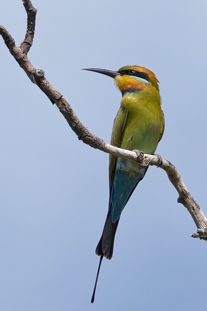 Rainbow Bee-eater - ML621091249