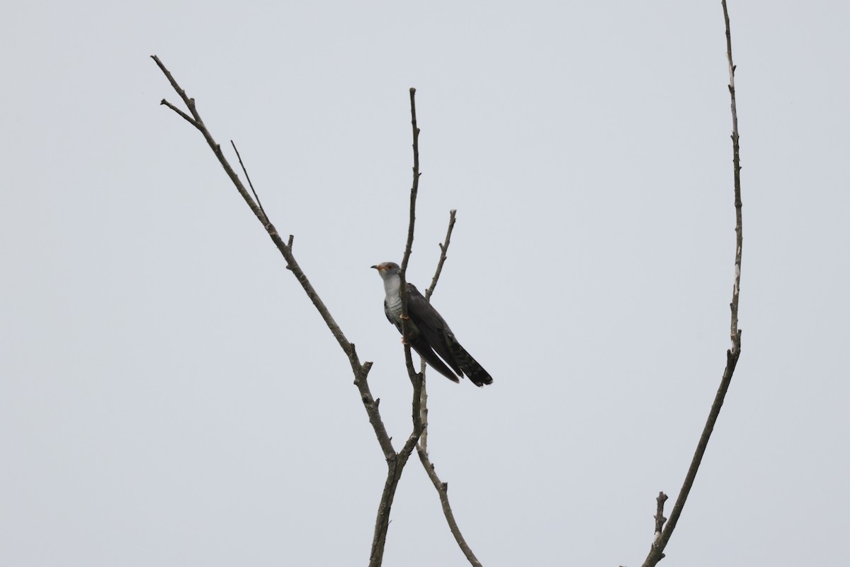 Common Cuckoo - ML621091260