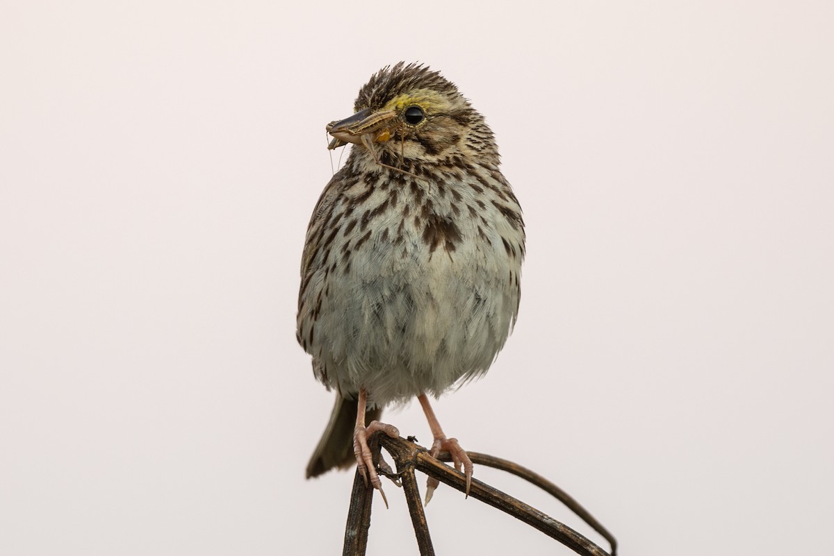 Savannah Sparrow - ML621091284