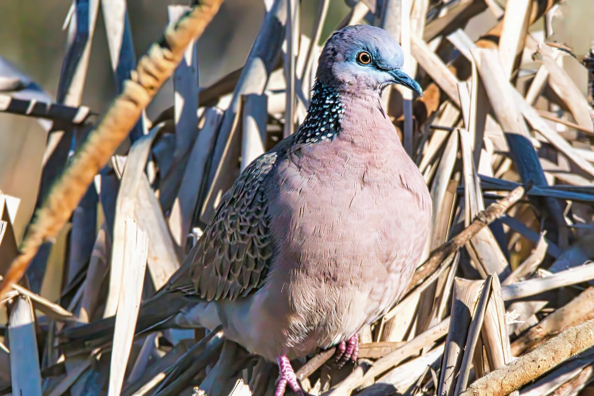 Spotted Dove - ML621091295
