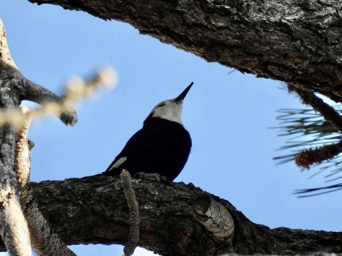 White-headed Woodpecker - ML621091310