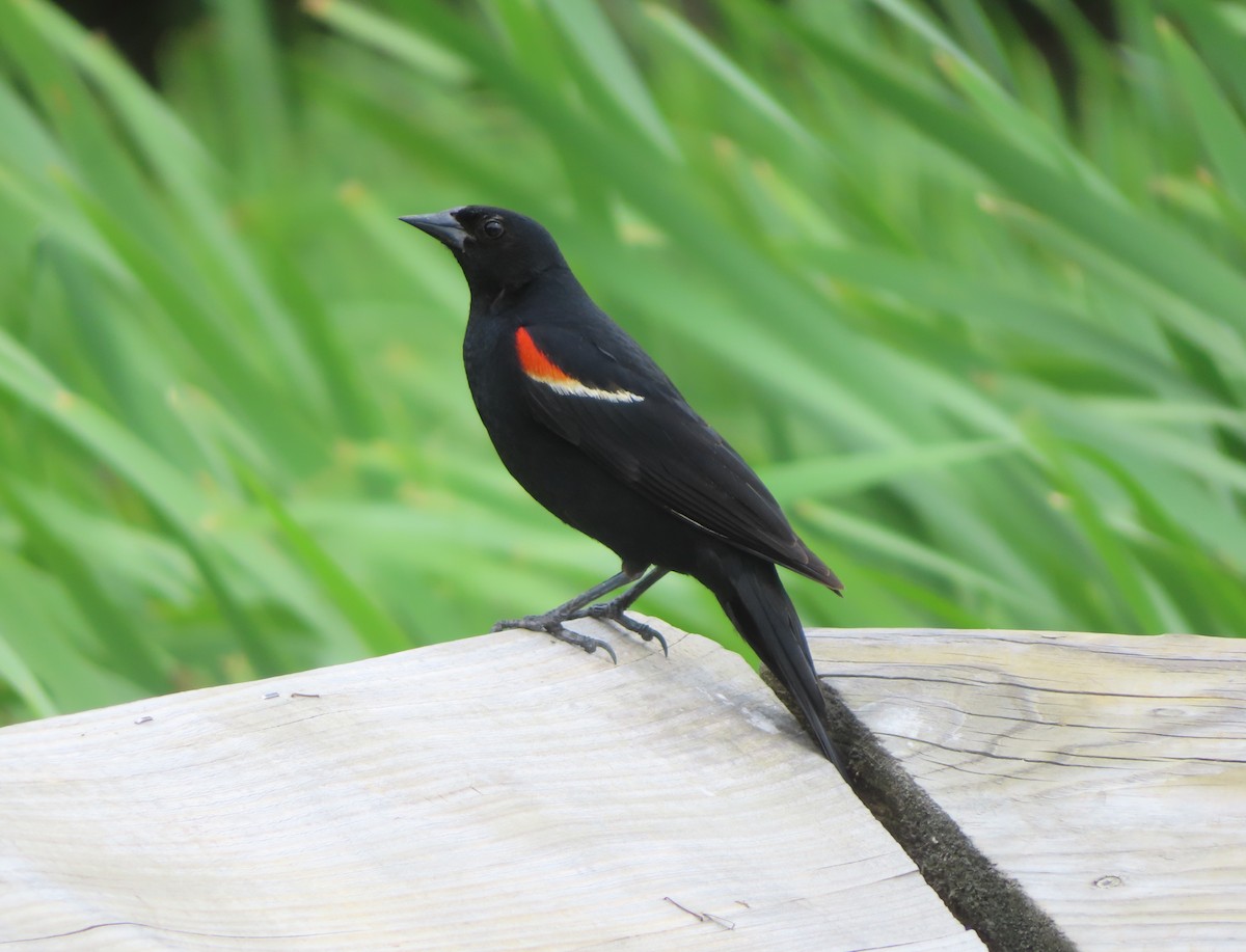Red-winged Blackbird - ML621091318