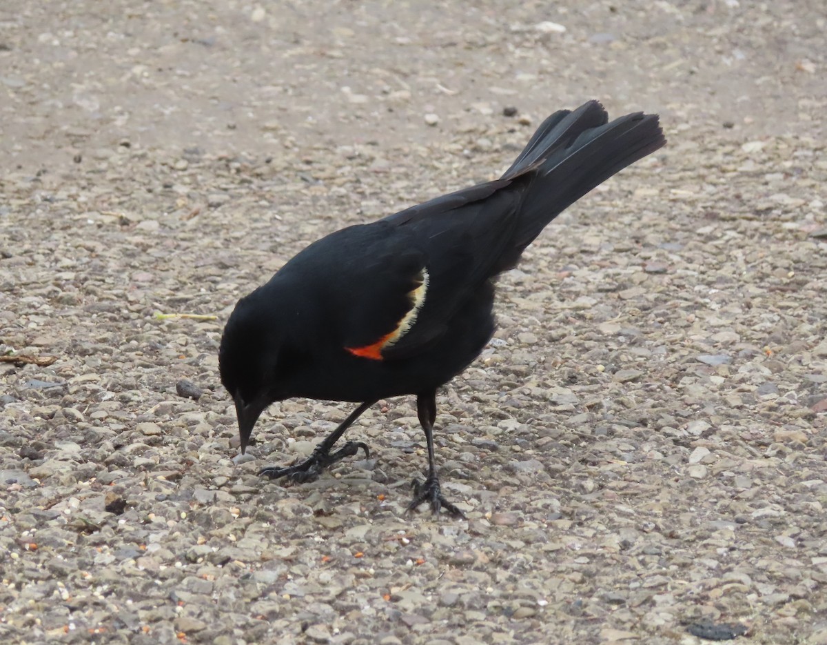 Red-winged Blackbird - ML621091321