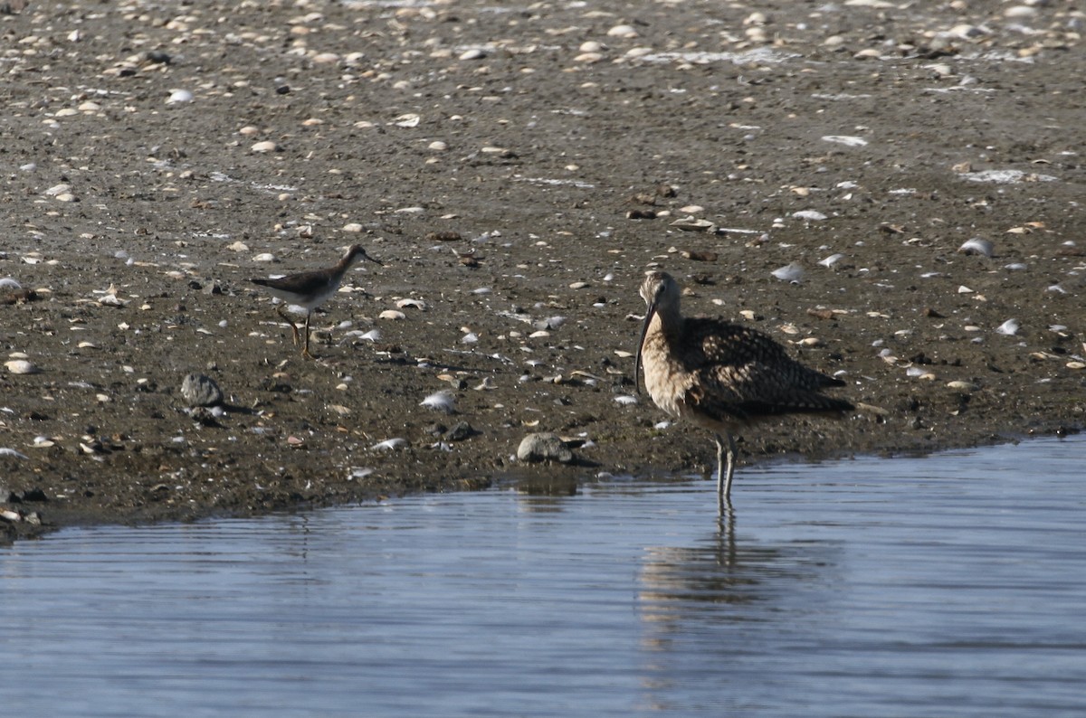 Long-billed Curlew - ML621091328