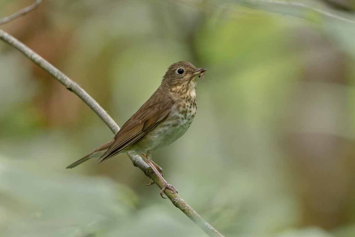 Swainson's Thrush - ML621091331