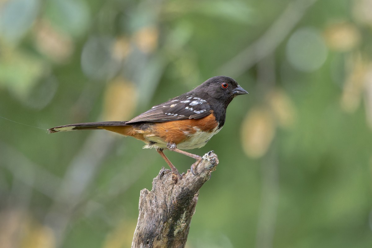 Spotted Towhee (oregonus Group) - ML621091332