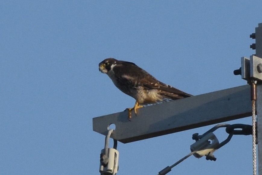 Peregrine Falcon (Peale's) - ML621091334