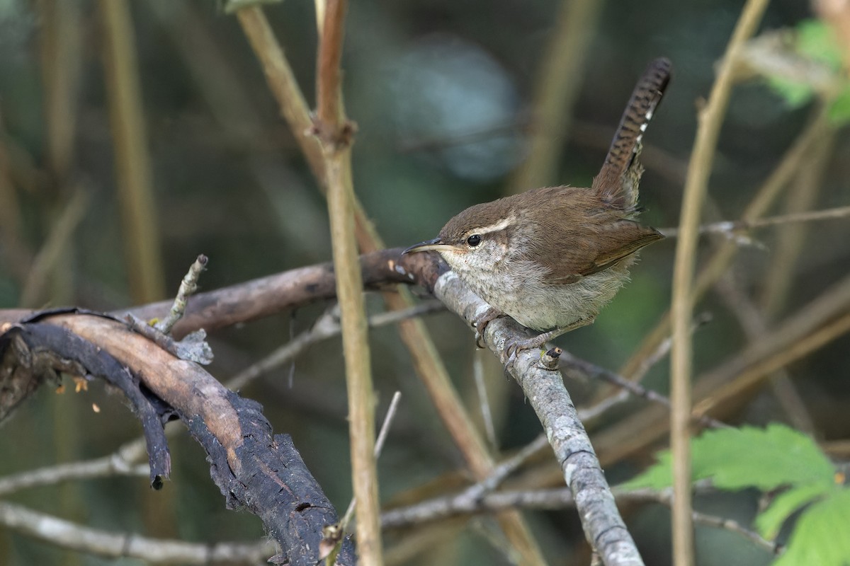 Bewick's Wren - ML621091336