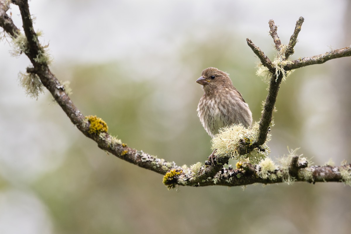 Purple Finch - ML621091346