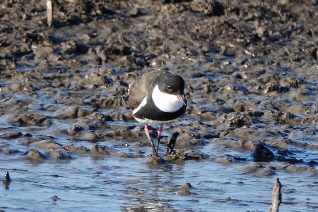 Red-kneed Dotterel - ML621091348