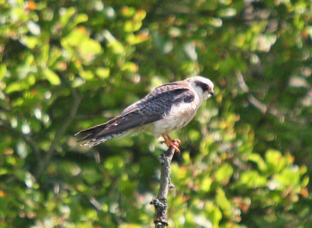 Red-footed Falcon - ML621091349