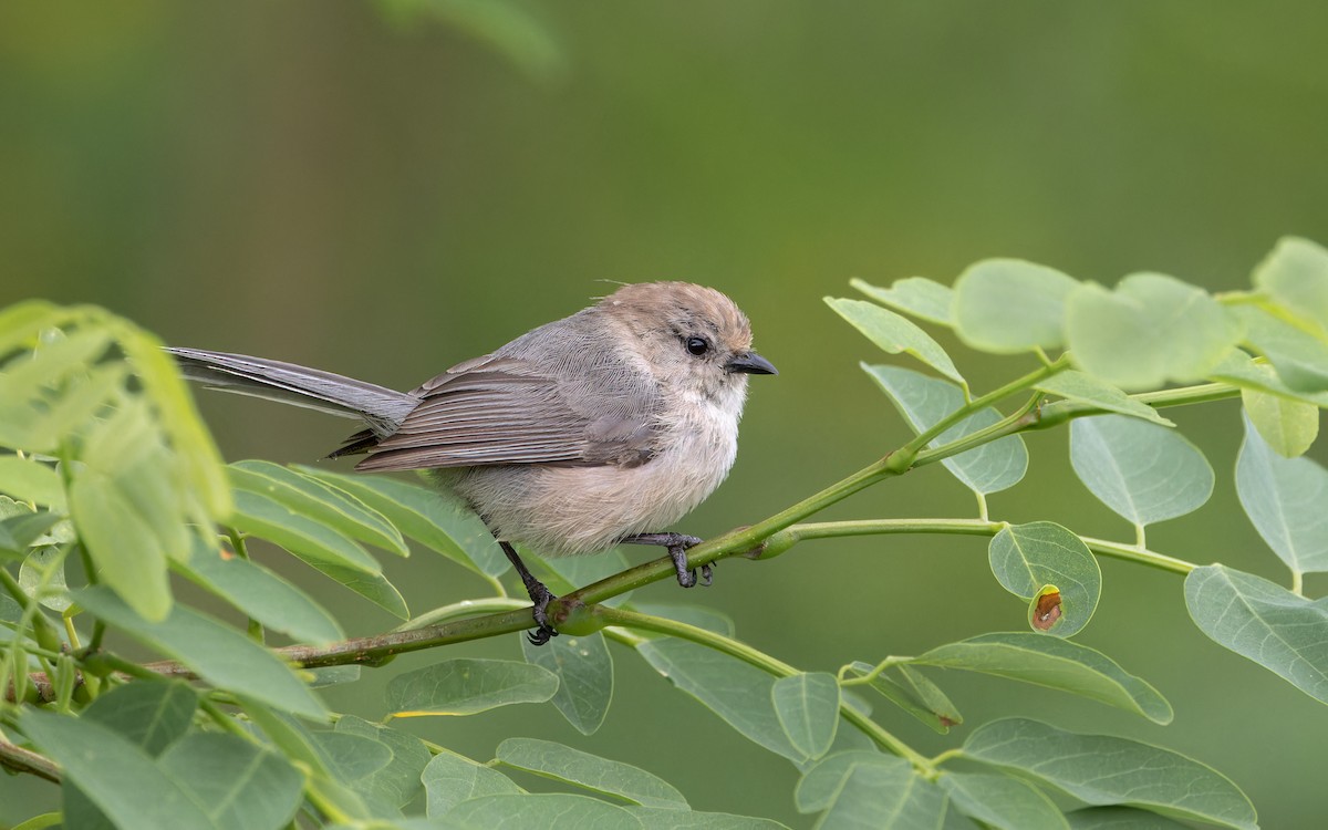 Bushtit (Pacific) - ML621091350