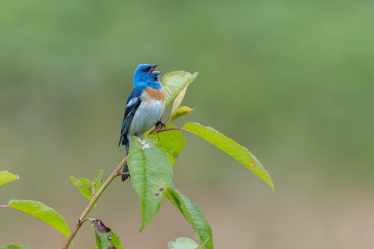 Passerin azuré - ML621091354