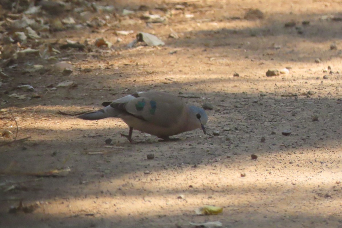 Emerald-spotted Wood-Dove - ML621091357