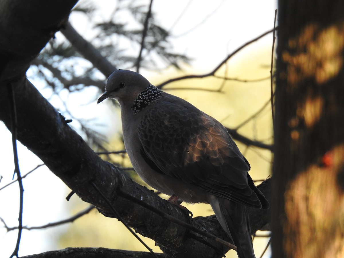 Spotted Dove - ML621091359
