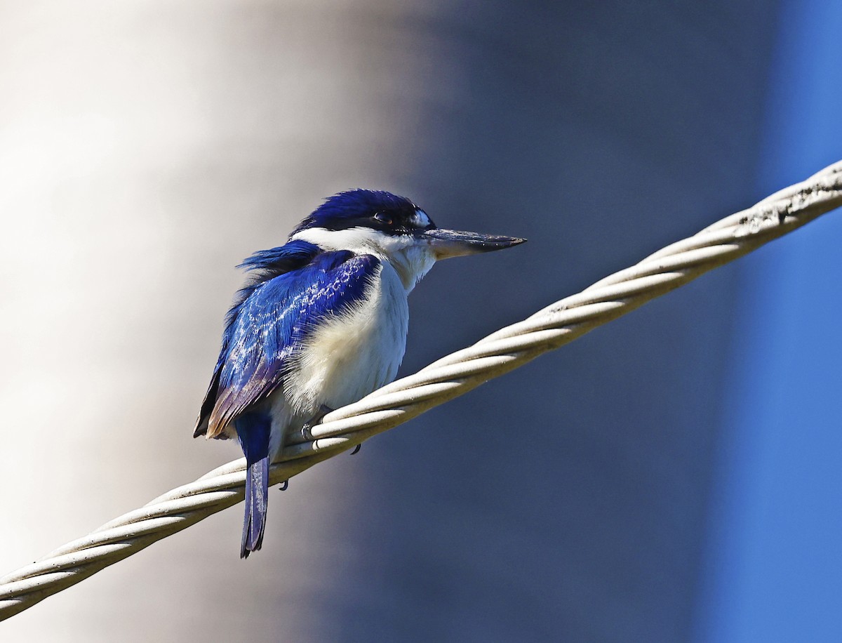 Forest Kingfisher - ML621091370