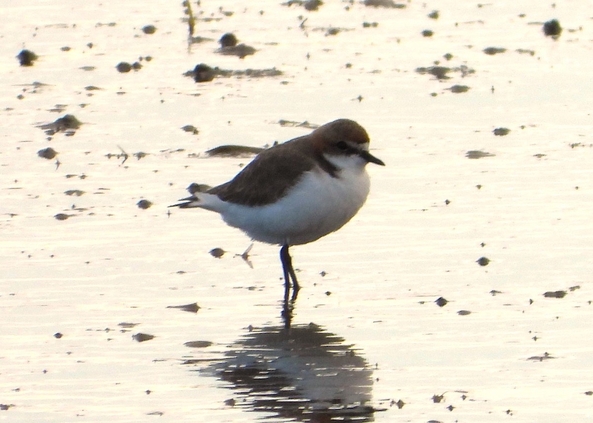 Red-capped Plover - ML621091396