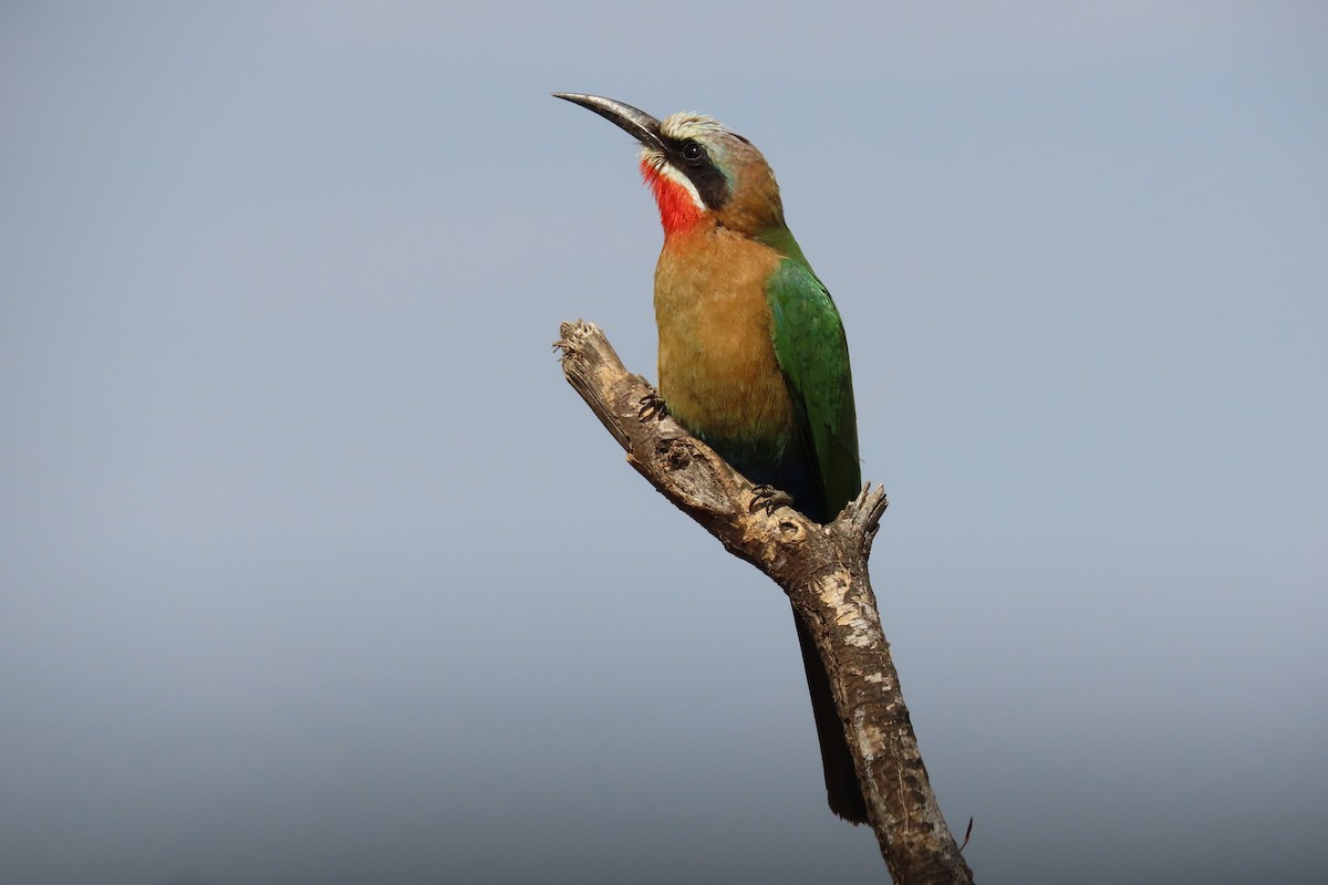 White-fronted Bee-eater - ML621091399
