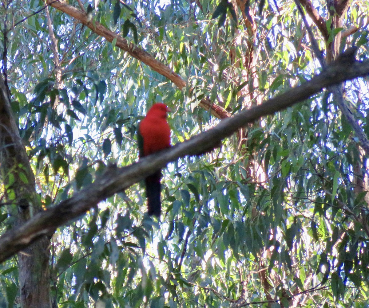 Avustralya Kral Papağanı - ML621091410