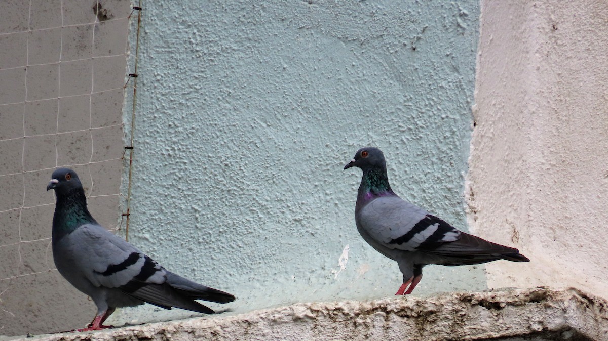 Pigeon biset (forme domestique) - ML621091430