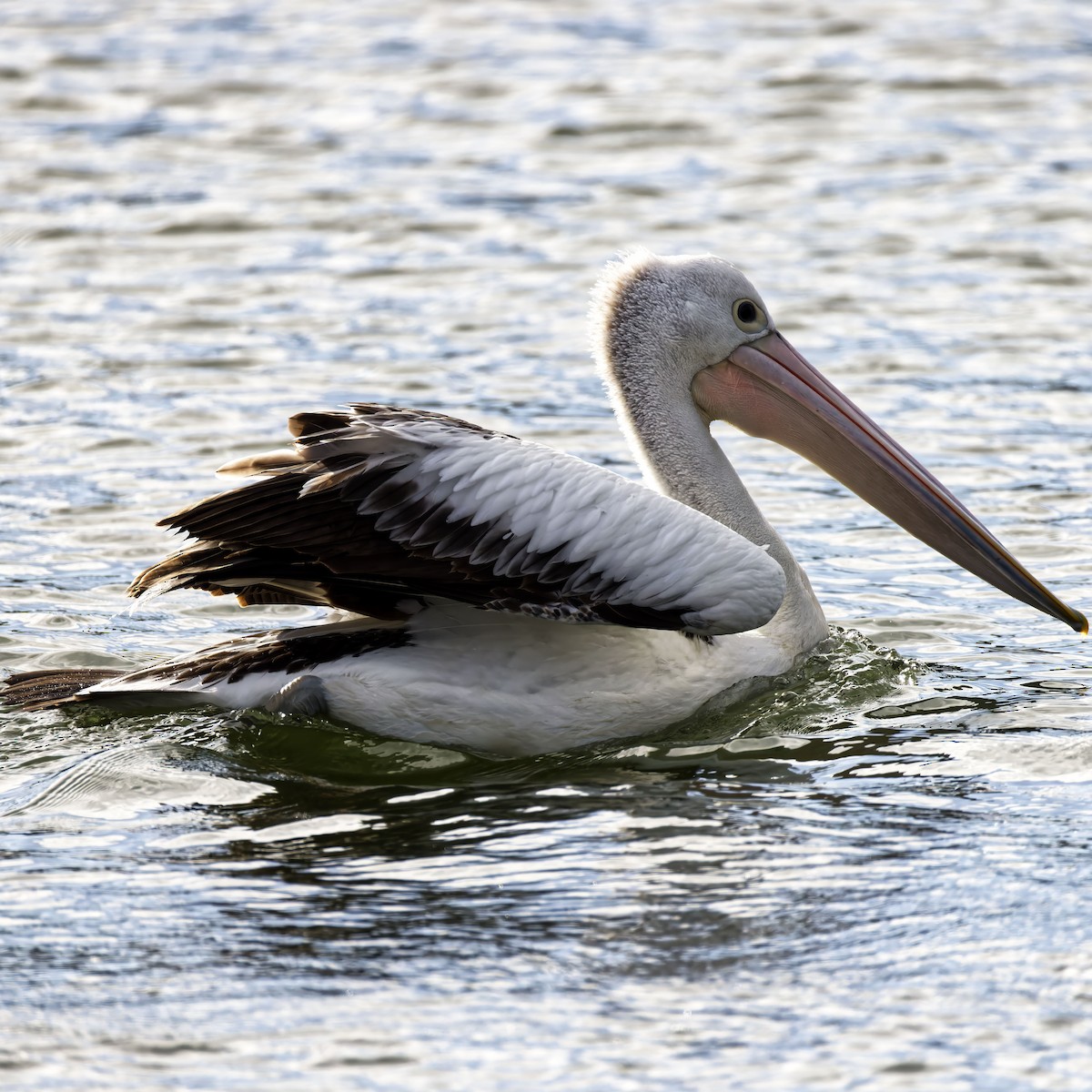 pelikán australský - ML621091431