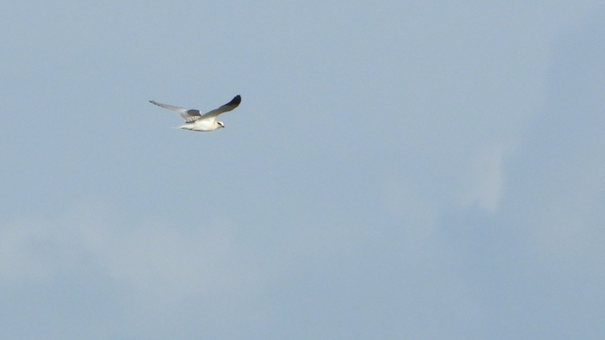 Black-winged Kite - ML621091450