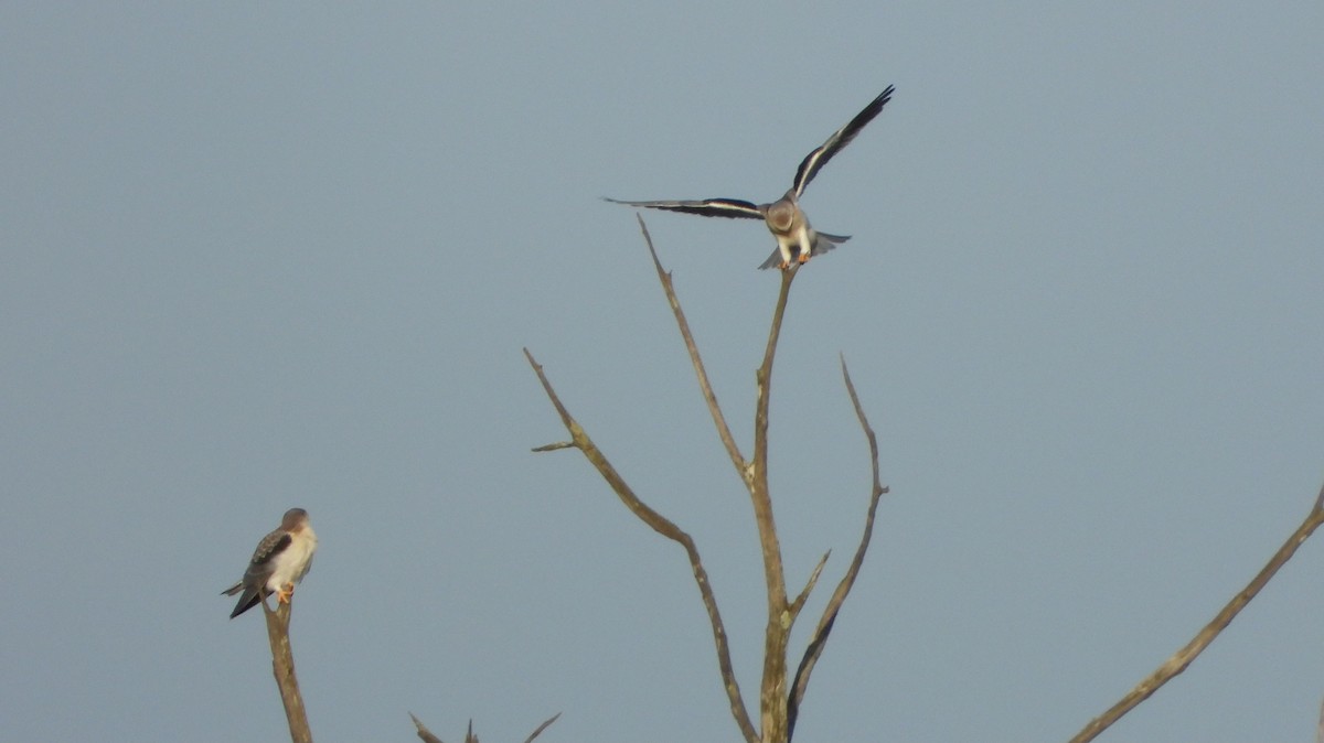 Black-winged Kite - Ignacio Aparicio