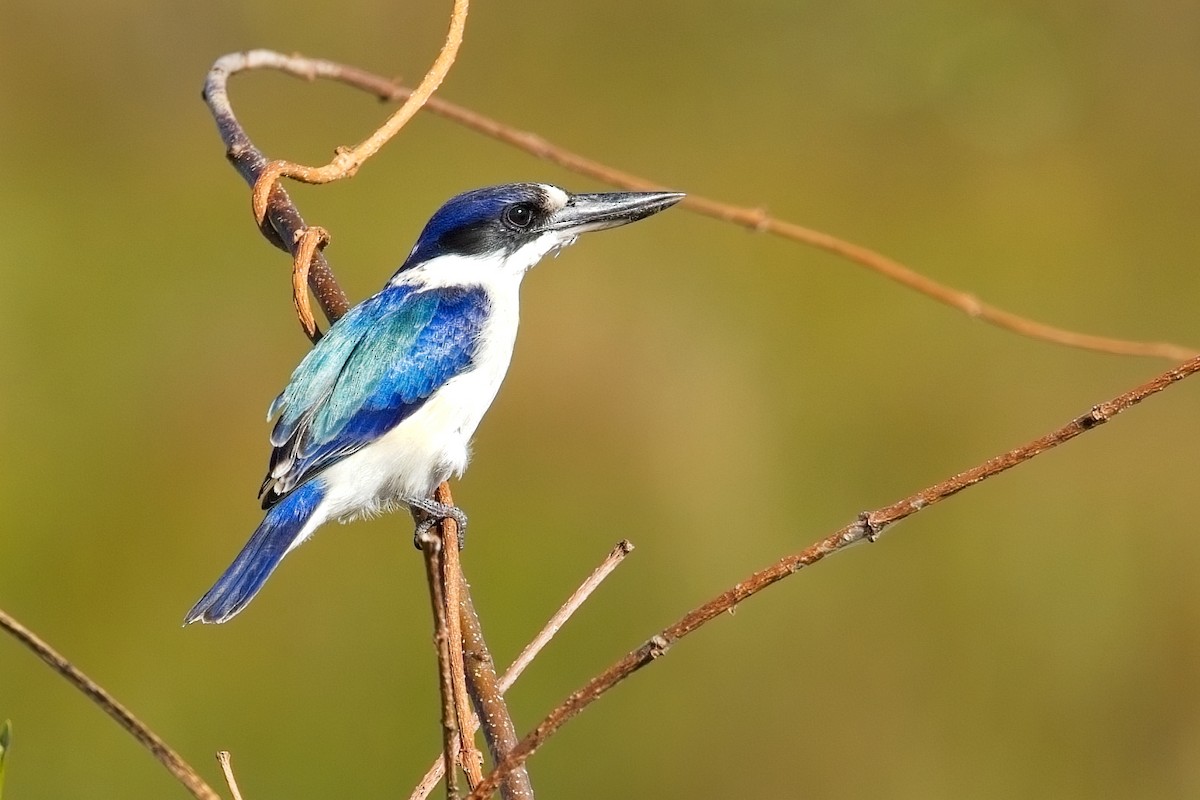 Forest Kingfisher - ML621091460