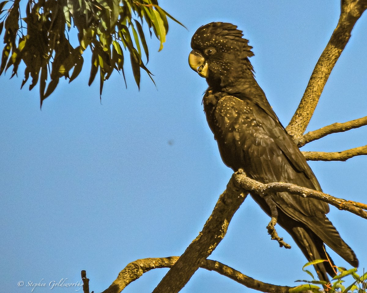 Red-tailed Black-Cockatoo - ML621091465