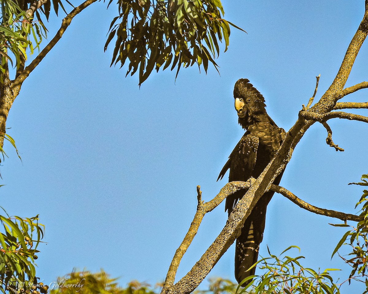 Red-tailed Black-Cockatoo - ML621091466