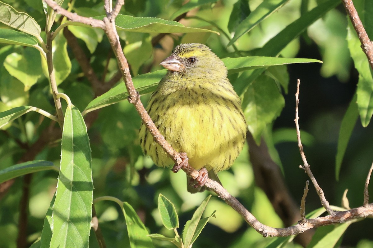Forest Canary - ML621091472
