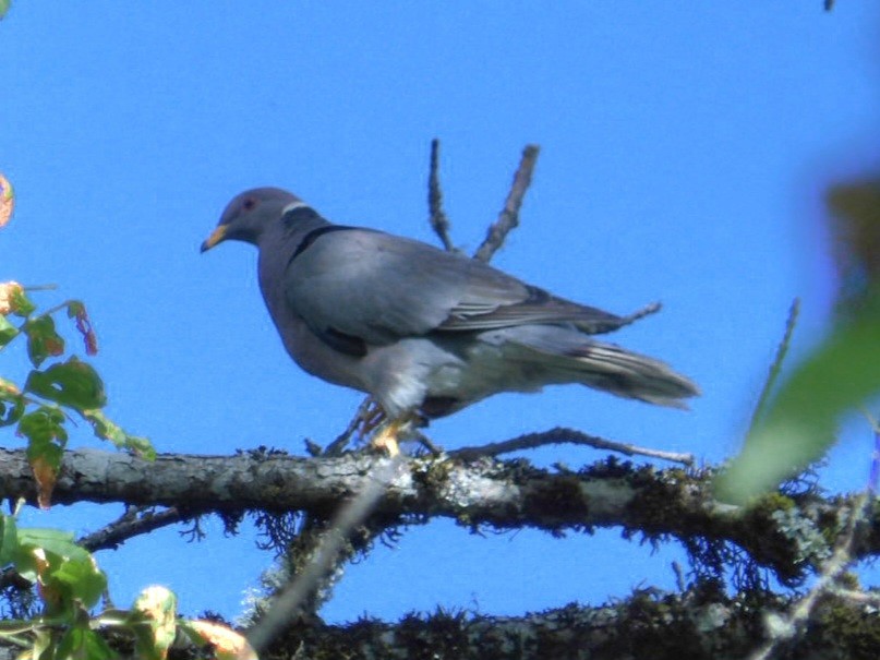 Band-tailed Pigeon - ML621091500
