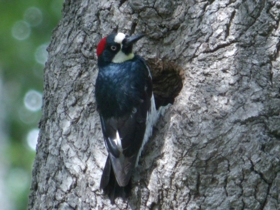 Acorn Woodpecker - ML621091510