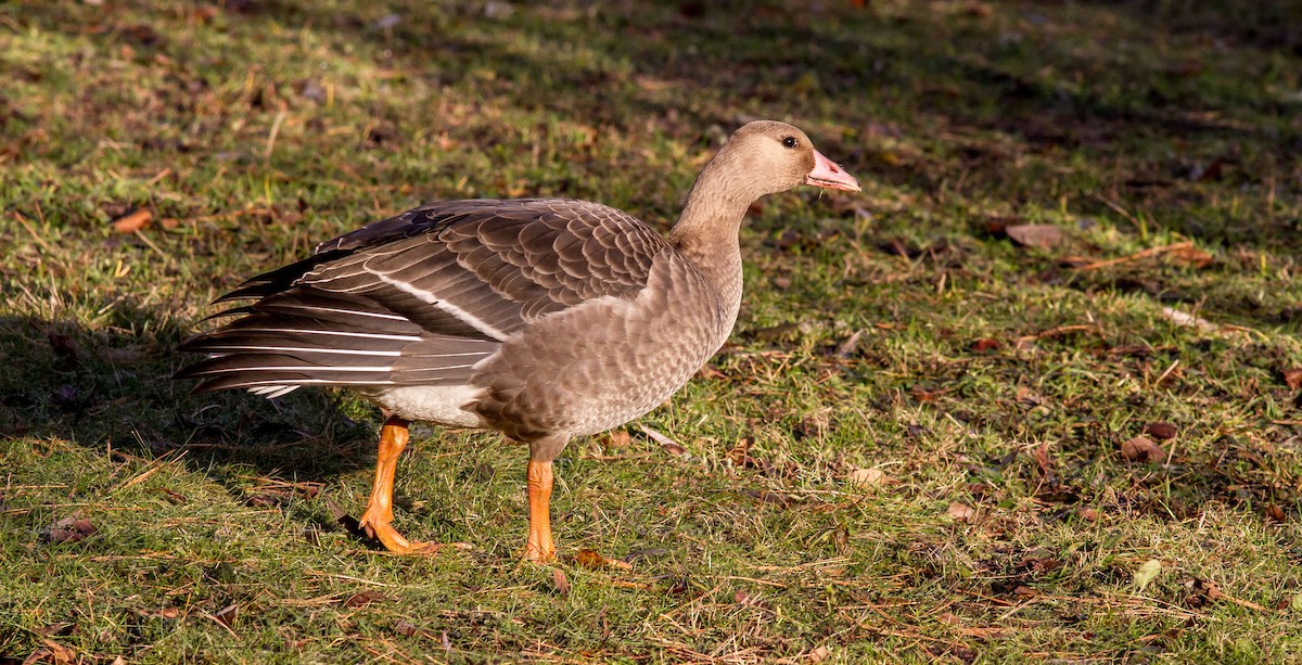 Greater White-fronted Goose - ML621091511