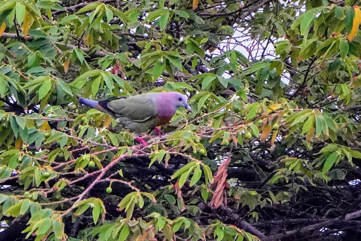 Pink-necked Green-Pigeon - ML621091526