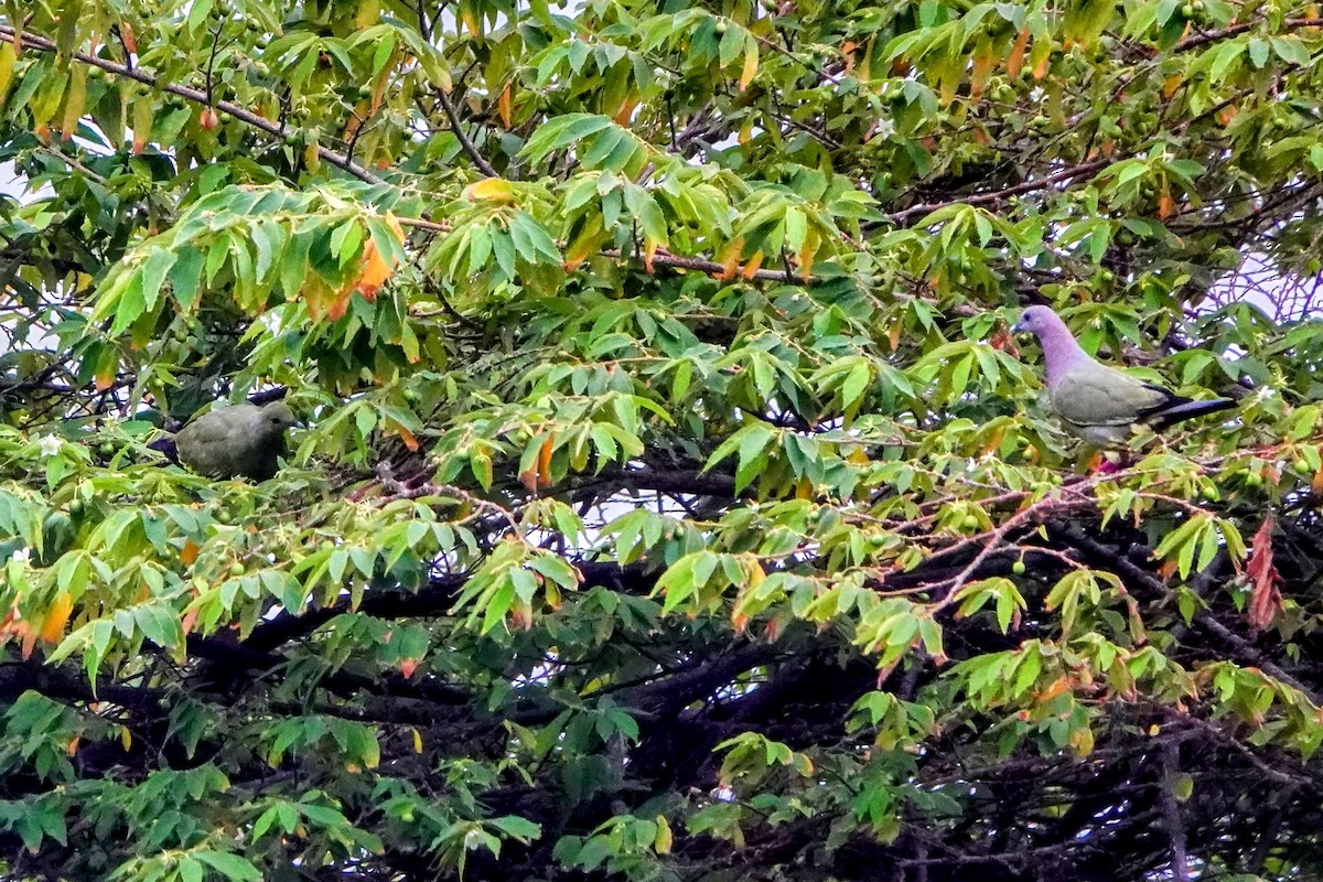 Pink-necked Green-Pigeon - ML621091528