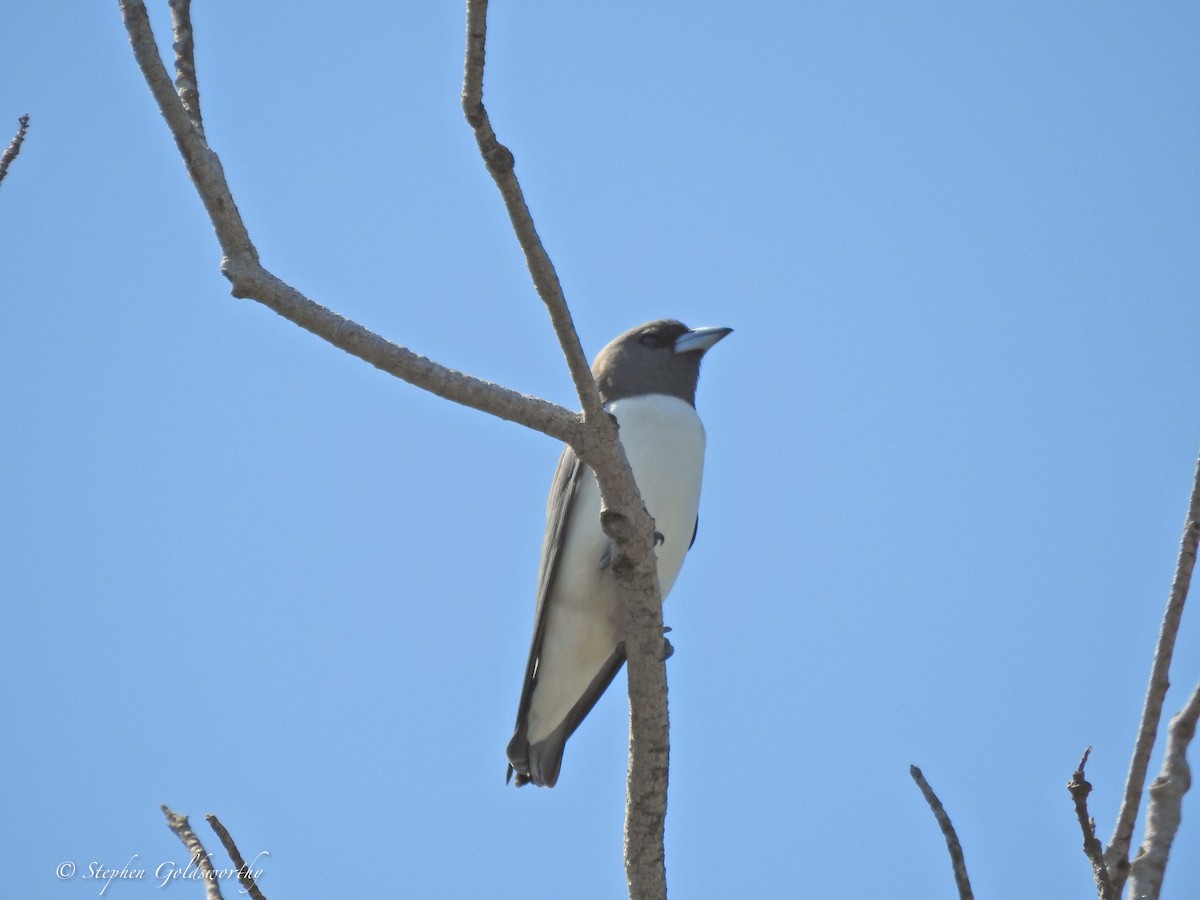 White-breasted Woodswallow - ML621091537