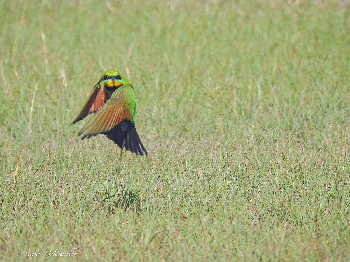 Rainbow Bee-eater - ML621091544