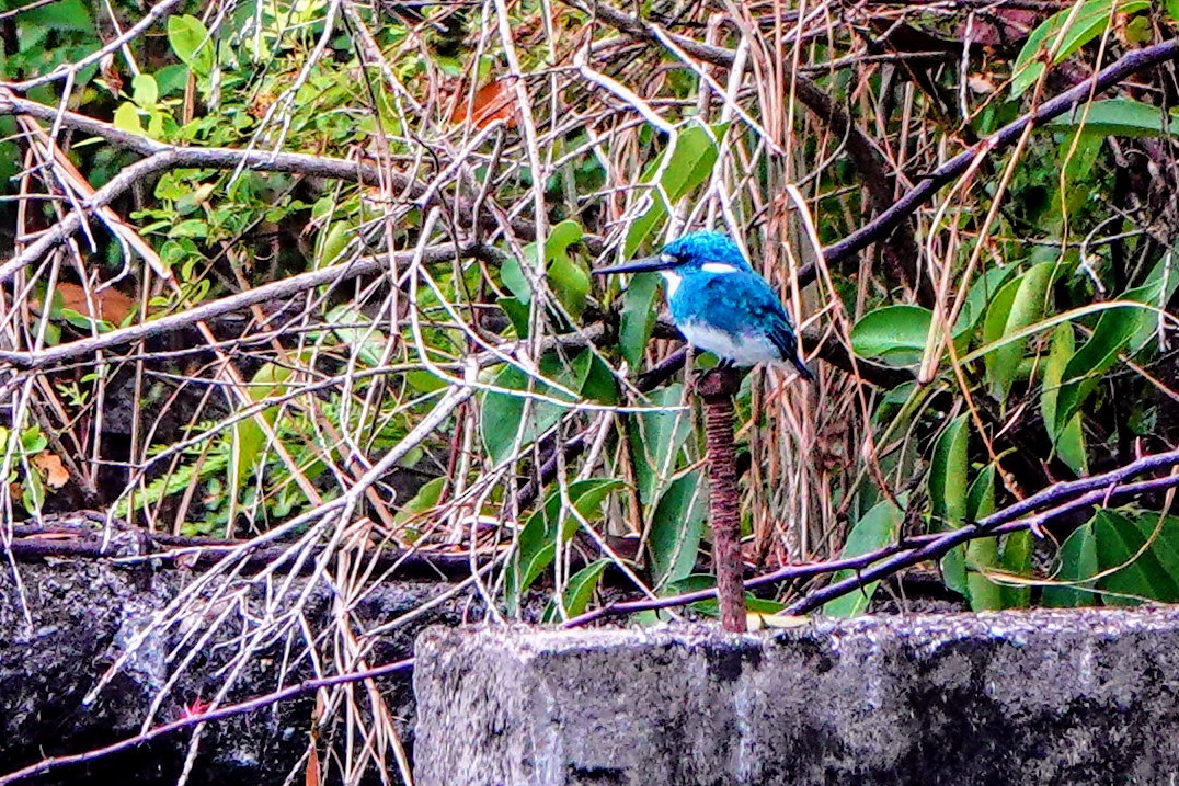 Small Blue Kingfisher - ML621091549