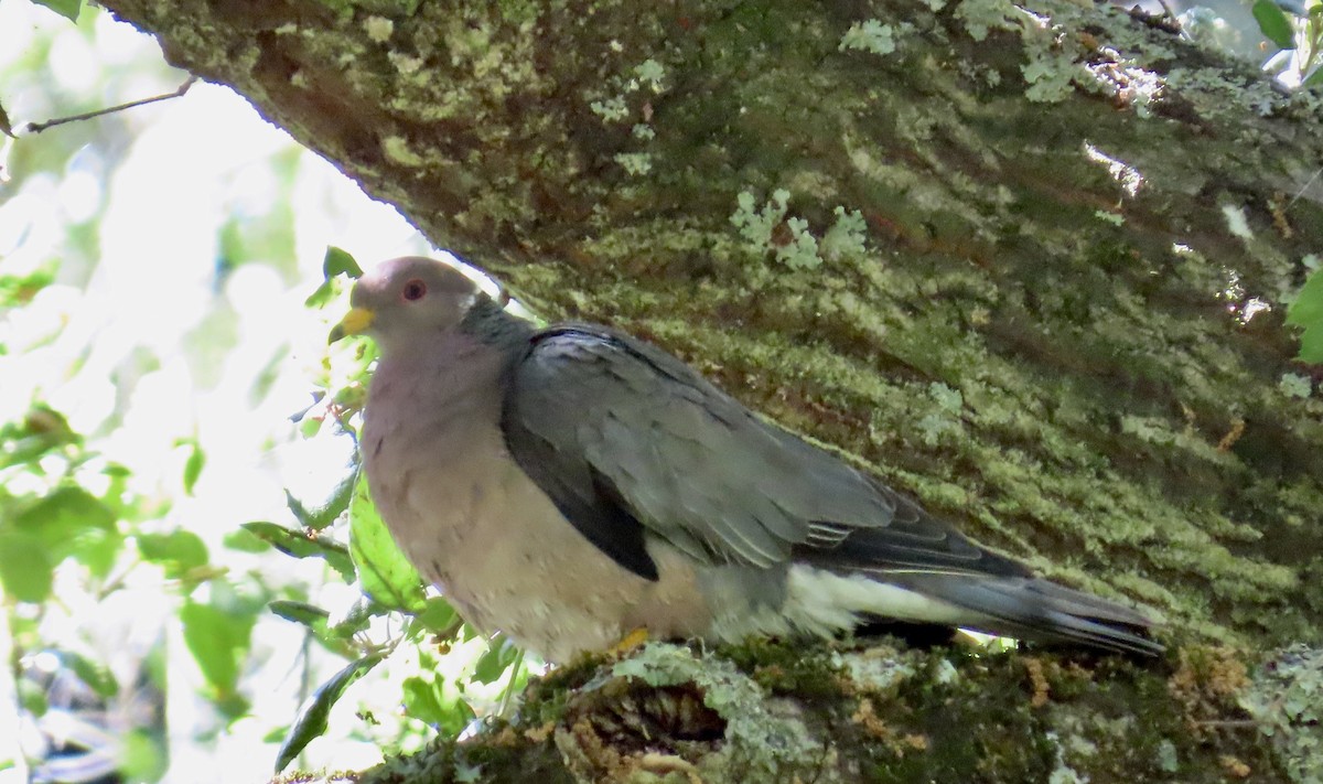 Band-tailed Pigeon - ML621091560